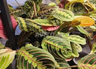 maranta fasinator نباتات منزلية