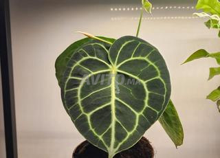anthurium clarinervium نباتات منزلية