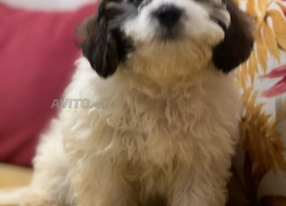 كلبة جميلة للبيع