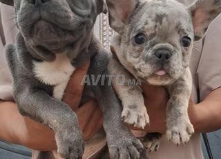 كلب بولدوج فرنسي غريب