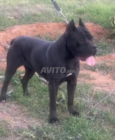 CANE CORSO