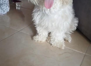  chien bichon maltais a vendre