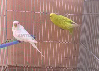 2 perruche bon sante