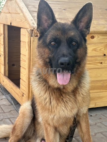 Berger allemand pedigree 