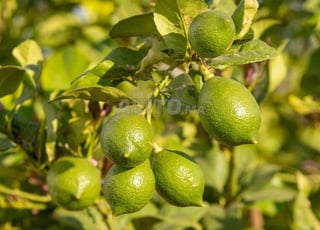 Ferme titre 7ha Ait wahhi Tiflet