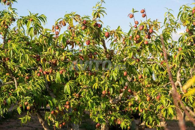 مزرعة موثقة 7 هكتار آيت واحي تيفلت