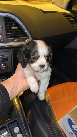 Chiot cavalier King Charles 