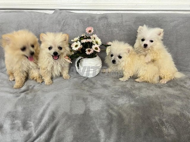 chiots spitz pomeranian