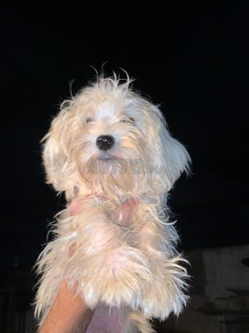 2 femelles bichon havaianes pluc chochoc femelle