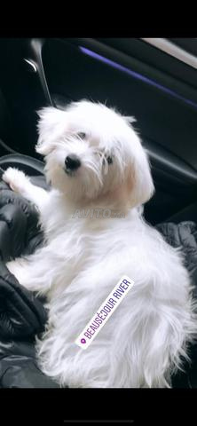 2 femelles bichon havaianes pluc chochoc femelle - 2