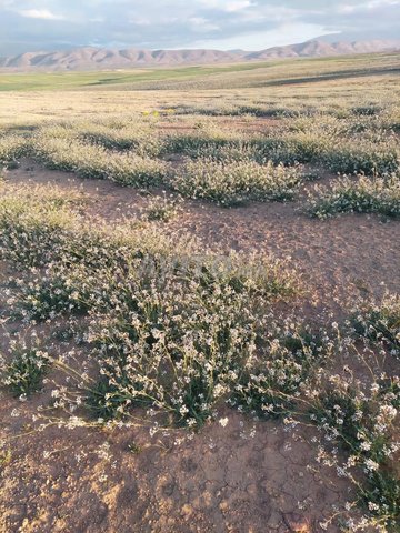 أرض فلاحية محفظة 7 هكتارات قرب جبل العياشي