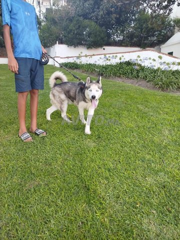 هاسكي للبيع/husky a vendre 
