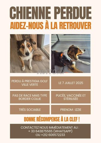 Chien perdu