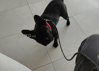 boldog français Kayn copla 