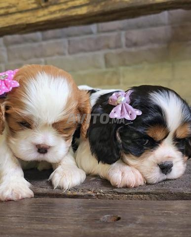 Cavalier King Charles pure race