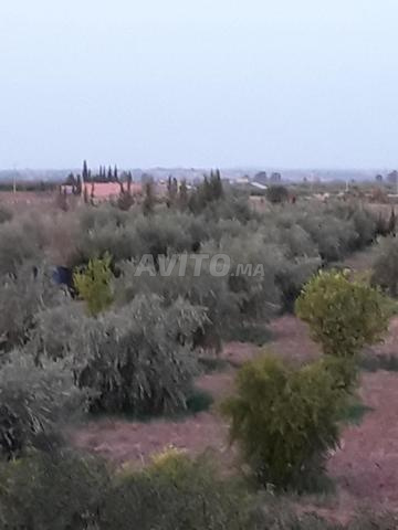 Terrain de 3600 mètres carrés TITRE