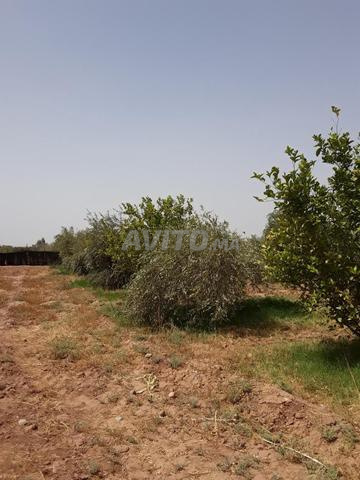 Terrain de 3600 mètres carrés TITRE - 2