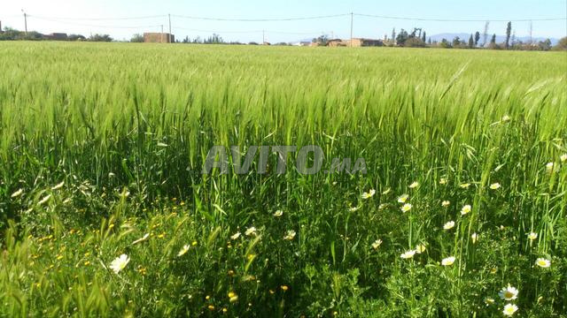Terrain titré près de Palais de Louxor et AquaPlay