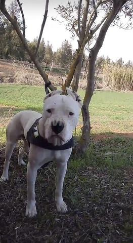 dogo argentino