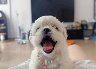 puppy loulou bichon maltais nain 