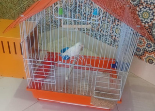  أنتى طائر الكناري بيضاء  مع القفص 