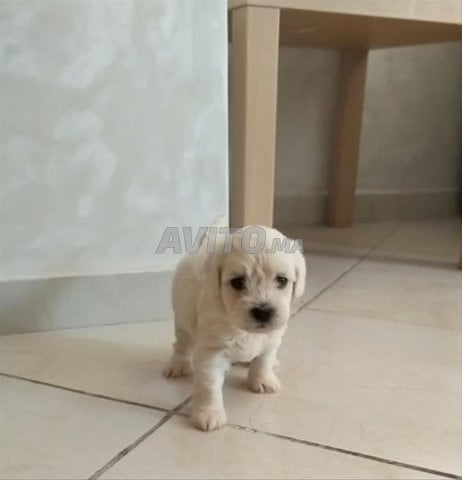 bichon maltais femelle 40 jours