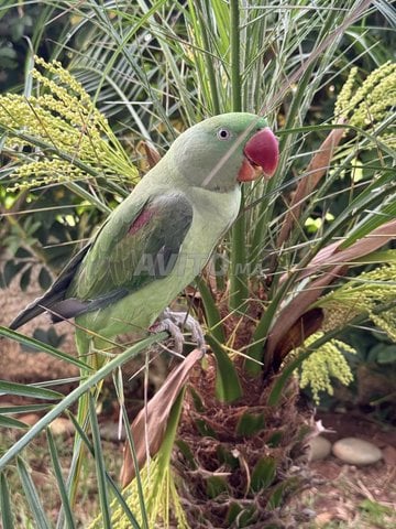 oiseaux grand alexandre