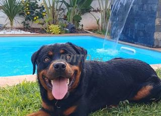  Rottweiler tres beau tres Bien dressé