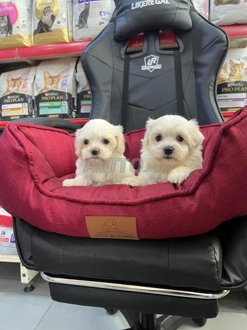 Bichon maltais et havanais 