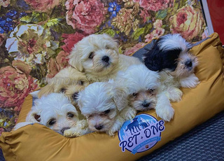 Bichon maltais et havanais