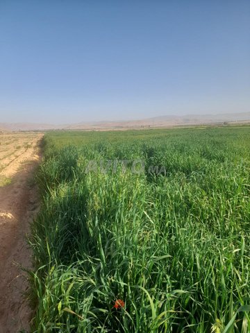 Terrain agricole titre 13ha à el aioun sidi