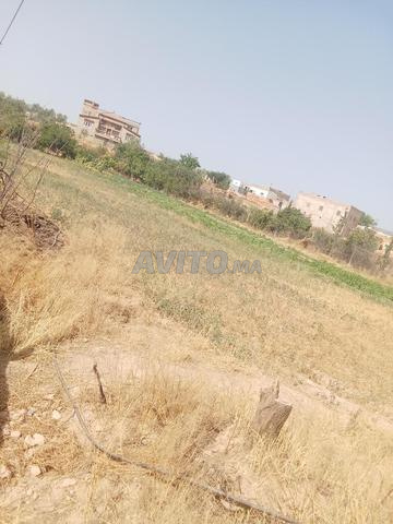 ferme titre a laanoucer region sefrou - 2