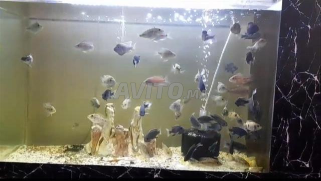 Deux aquariums de 50 cm à 600 dhs - 2