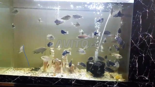 Deux aquariums de 50 cm à 600 dhs