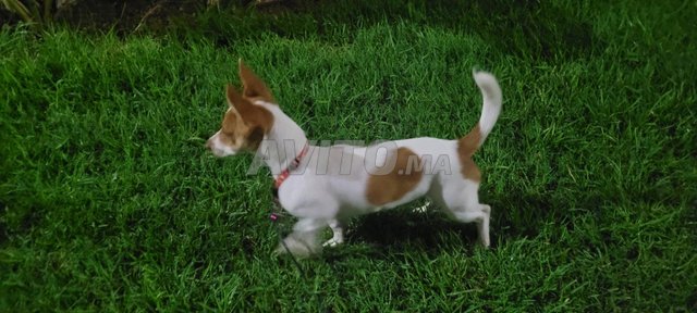 Jack russell terrier 