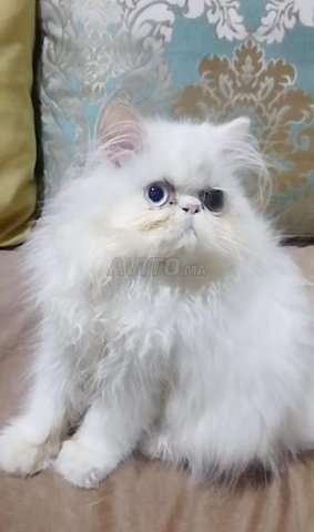 chat person 