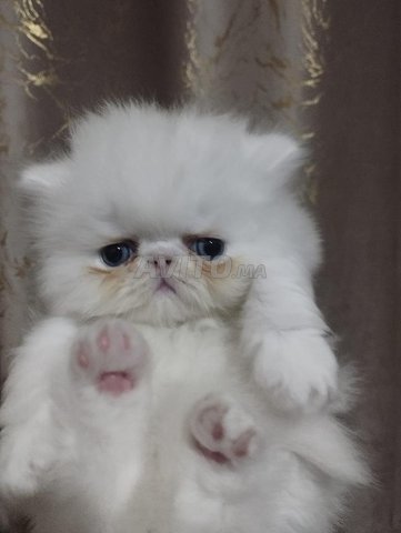blanch chat