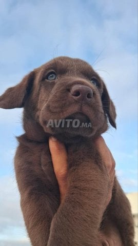 Magnifiques chiots Labrador