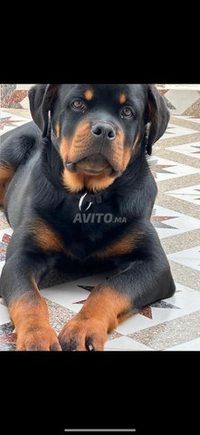 rottweiler pedigree
