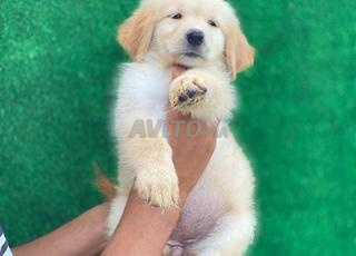 golden retriever chiot