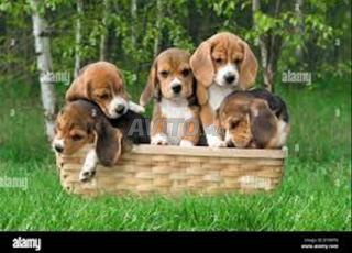 beagle chiot