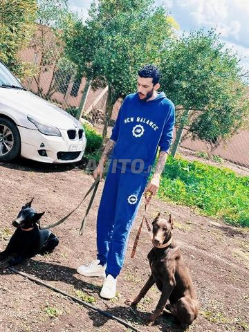 Venite doberman pure race