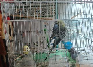 عصافير البادجي 