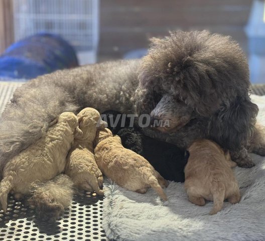 Adorables chiots Caniche royal Poodle Pedigree