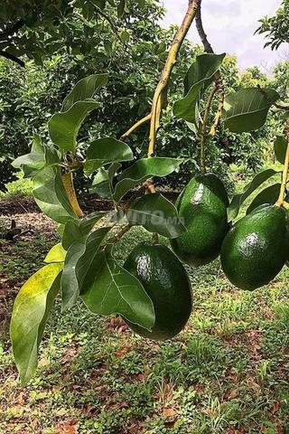 Terrains agricoles plantés d'avocatiers près de Larache