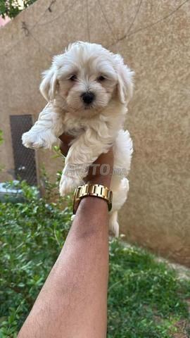 mâle et femelle bichon maltais - 2