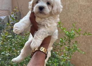 mâle et femelle bichon maltais