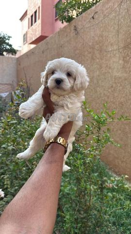 mâle et femelle bichon maltais