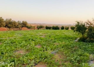 Quatre hectares titrés avec maison, puits et pastèques