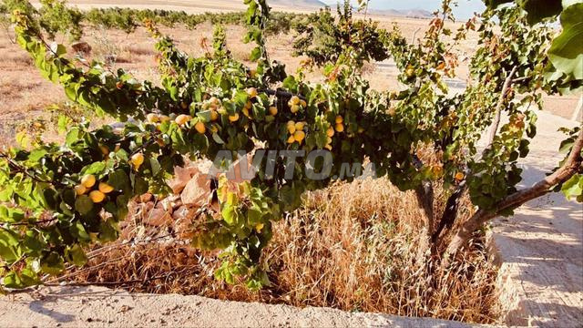 Ferme 2.5ha puits  solaire à Oujda Beni Oukil